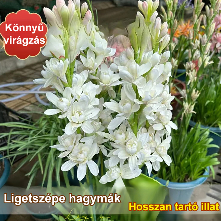 🌸A tubarózsa illata több ezer mérföldre terjed
