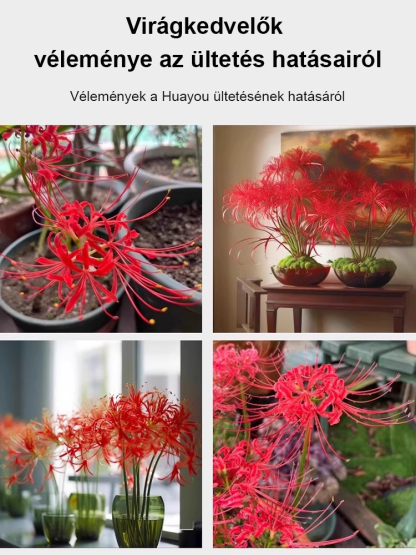 Egész évben virágzó, fagy- és hőálló Lycoris hagyma "Emlékek virága"