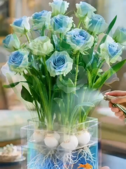 🌷🌷300 napos virágzású, aromás vízkultúrás rózsa hagyma