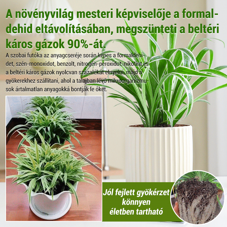 Egész évben virágzó, erős illatú aranyszélű csüngő spárga