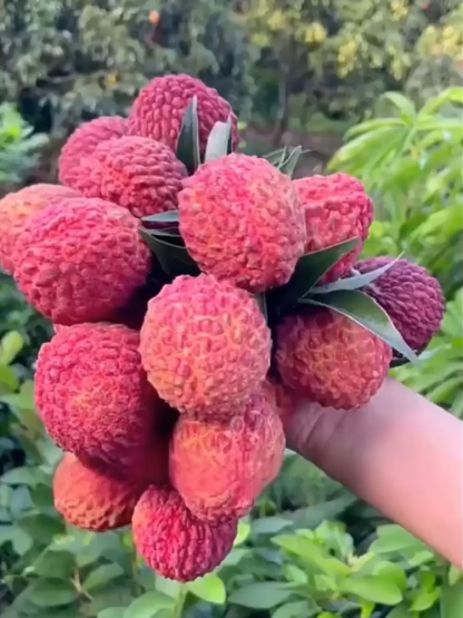 【Csomagolja a Lychee King túlélési magjait】Nagy gyümölcs, vastag hús, 99% túlélési arány! Az év bármely szakában ültethető.