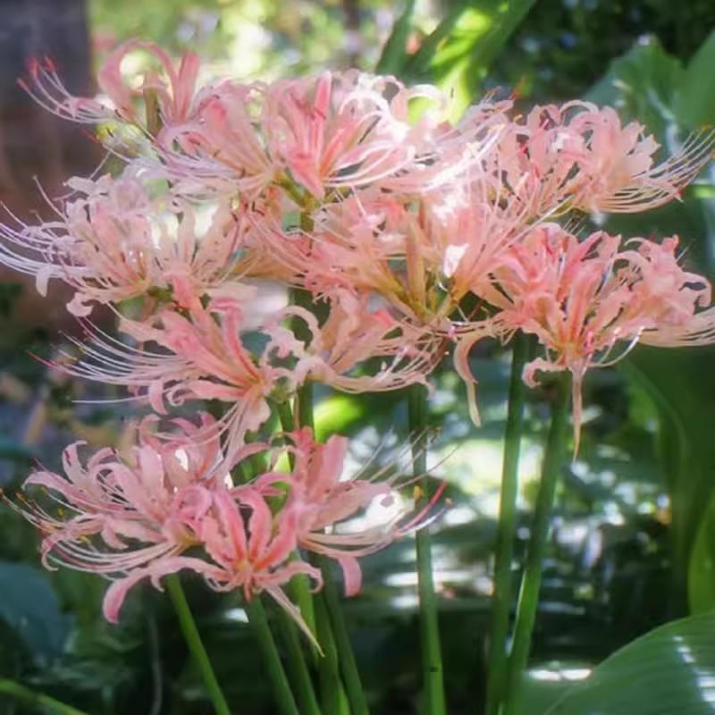 Egész évben virágzó, fagy- és hőálló Lycoris hagyma "Emlékek virága"