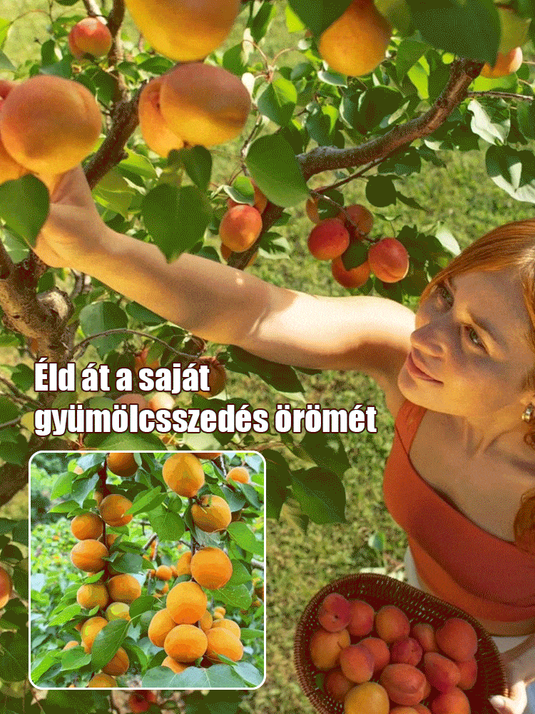 Magas hozamú, könnyen életben maradó sárgabarackfa magok