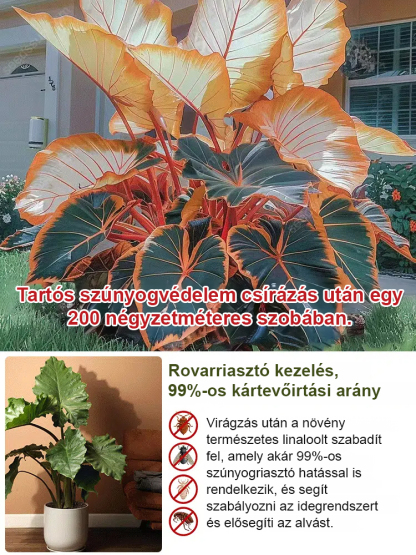 【Többszínű választható】Króton kerti magok