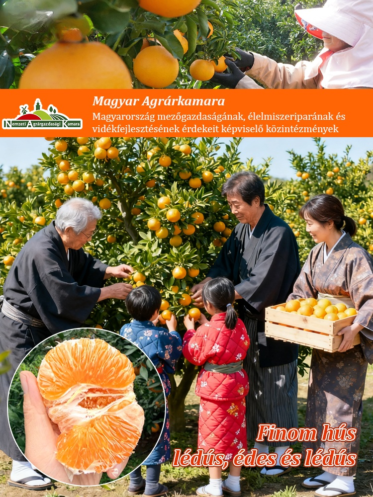 【Lágy, telt, lédús】Japán importált, édes Kanpei mandarinmagok