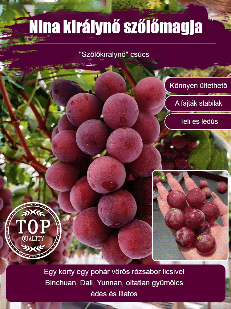 királynő nina szőlőmag