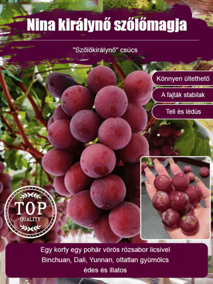 királynő nina szőlőmag