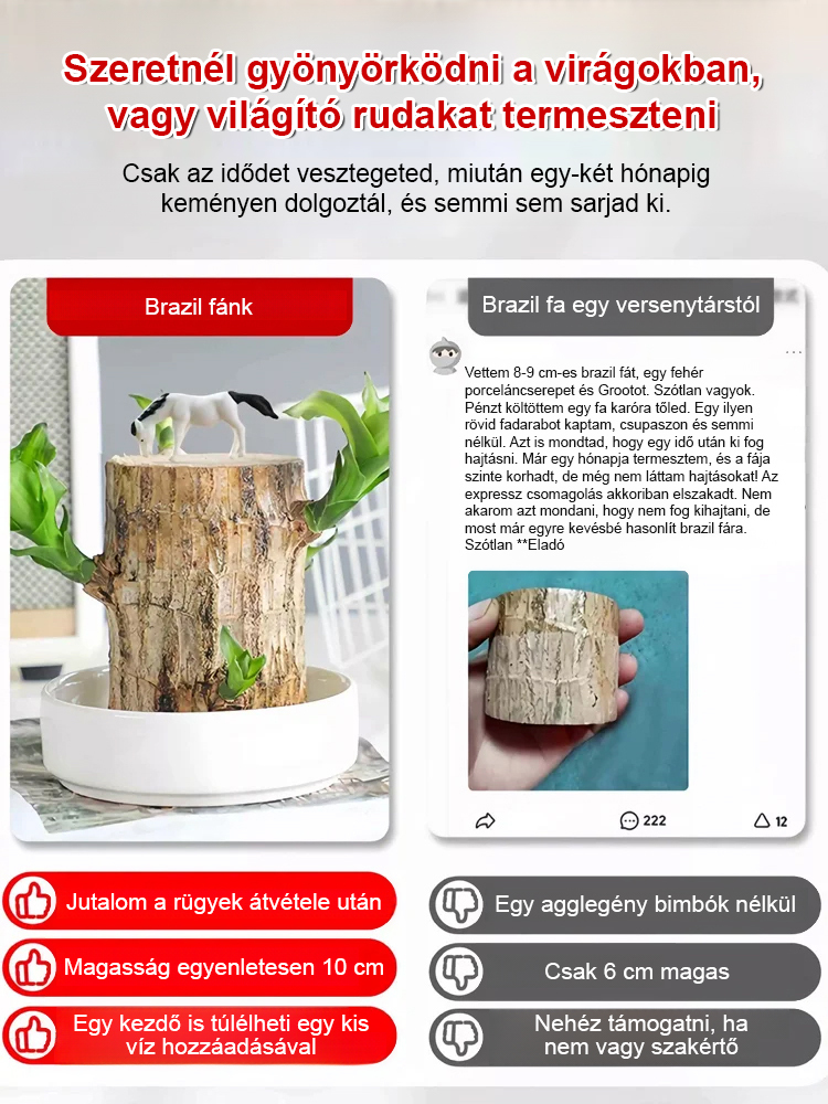 【Ha víz éri, életre kel】Négyszezonos virágzó vízben termesztett brazil szerencsefa