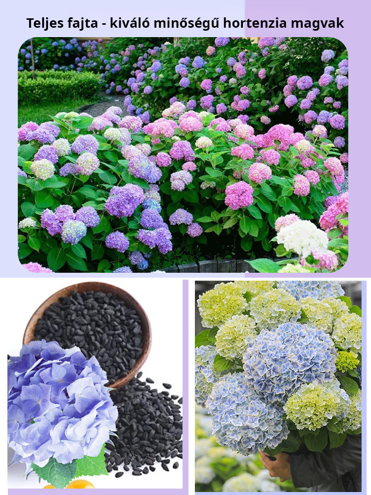 【Négy évszak vetése】Végtelen virághortenzia magok