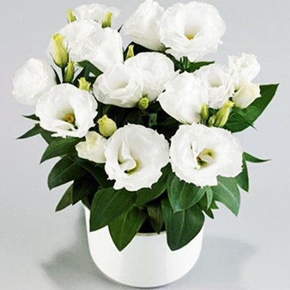 Platycodon grandiflorum mag