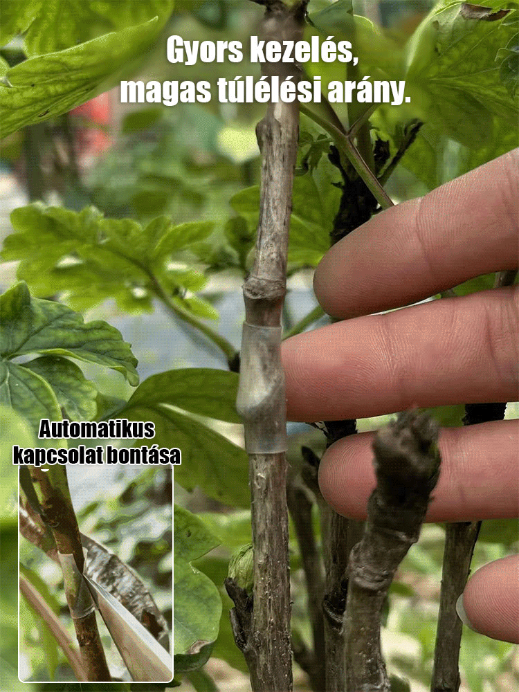 【Kis fehér termesztési segítő】Oltóhüvely