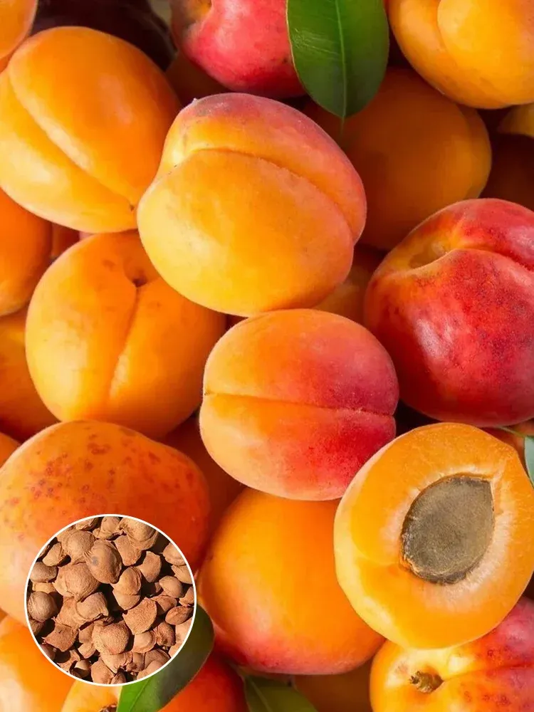 Magas hozamú, könnyen életben maradó sárgabarackfa magok