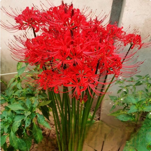 Egész évben virágzó, fagy- és hőálló Lycoris hagyma "Emlékek virága"