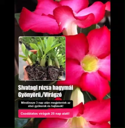 🌵Sivatagi rózsa hagyma｜Még ha csak félévente öntözi is, a kezdő kertészek is élvezhetik a bőséges virágzást!