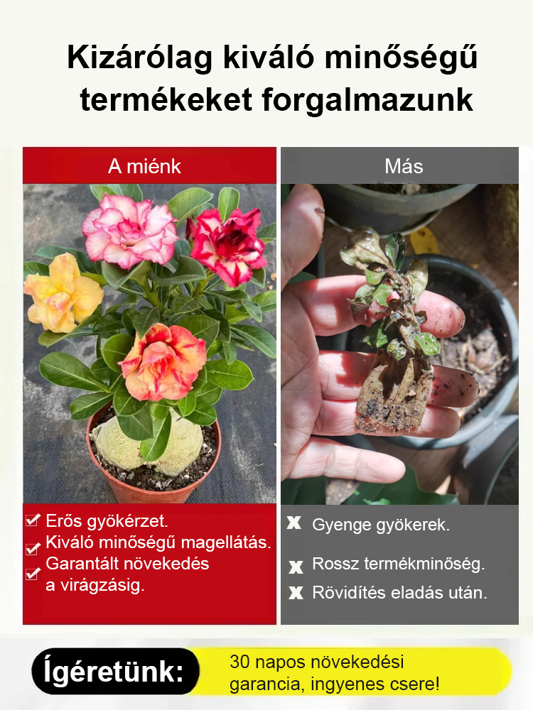 🌹Sivatagi rózsa. Természetes illat, tűri a meleget és a hideget, 🌸 több mint 200 napos virágzási idő! 💧 Évente csak kétszer kell öntözni!