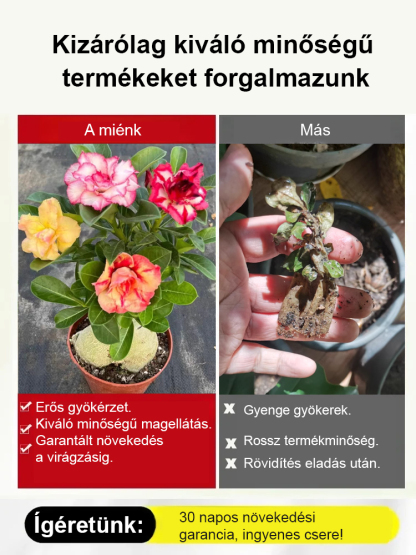 🌹Sivatagi rózsa. Természetes illat, tűri a meleget és a hideget, 🌸 több mint 200 napos virágzási idő! 💧 Évente csak kétszer kell öntözni!