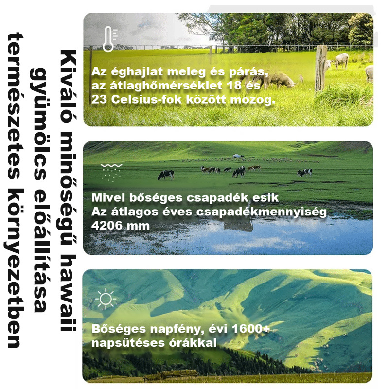 A makadámia dió🌰 Tápanyagokban gazdag, egészséges és ízletes. 