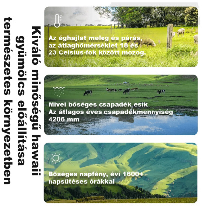 A makadámia dió🌰 Tápanyagokban gazdag, egészséges és ízletes. 