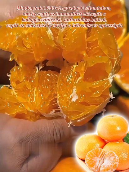 【Lágy, telt, lédús】Japán importált, édes Kanpei mandarinmagok