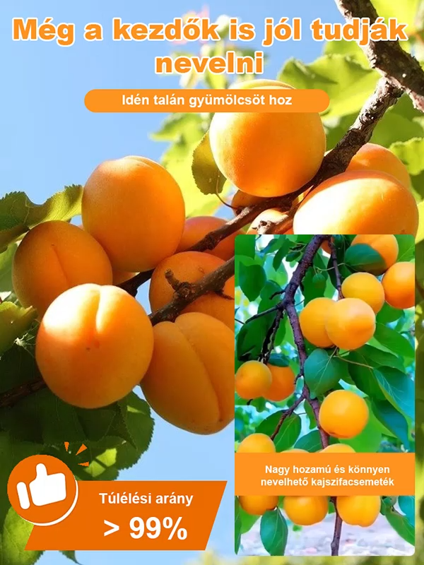 [Extra nagy császárkajszi] Nagy hozamú és könnyen nevelhető kajszifacsemeték