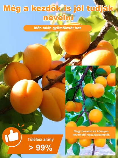 [Extra nagy császárkajszi] Nagy hozamú és könnyen nevelhető kajszifacsemeték