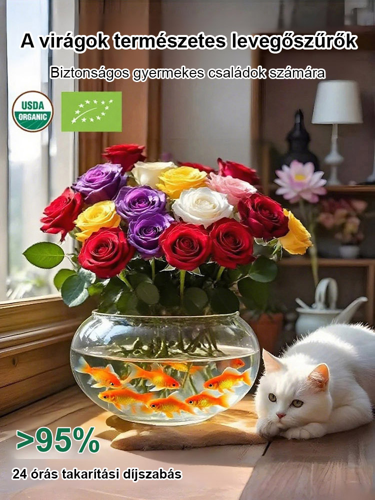 🌷🌷300 napos virágzású, aromás vízkultúrás rózsa hagyma