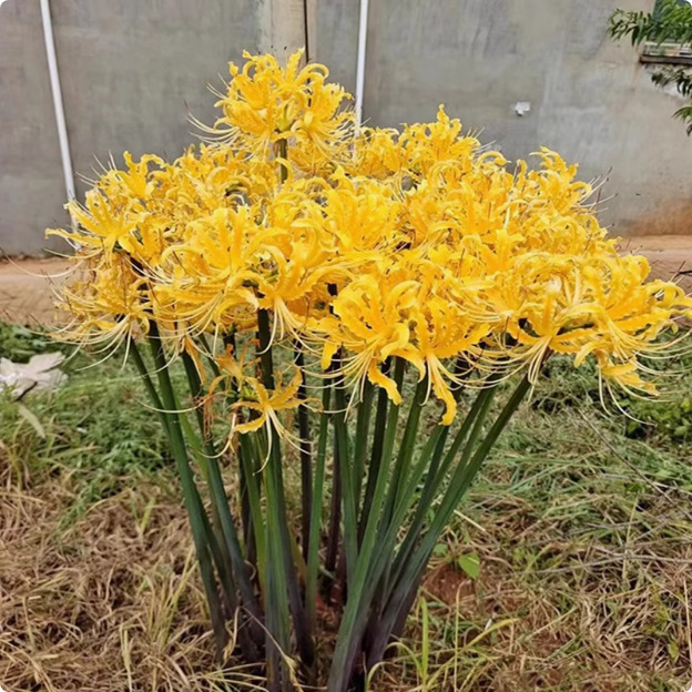 Egész évben virágzó, fagy- és hőálló Lycoris hagyma "Emlékek virága"