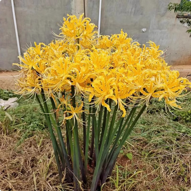 Egész évben virágzó, fagy- és hőálló Lycoris hagyma "Emlékek virága"