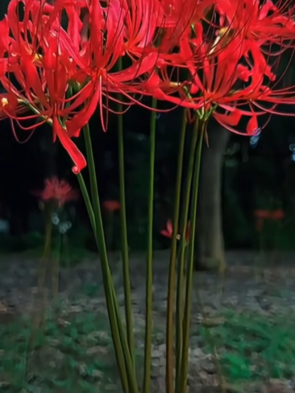 Egész évben virágzó, fagy- és hőálló Lycoris hagyma "Emlékek virága"