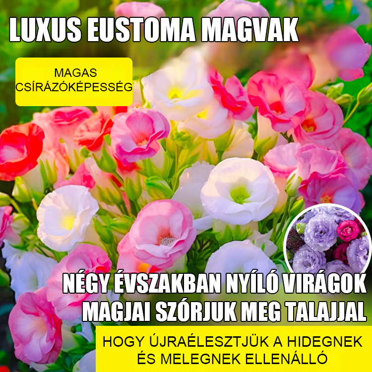 Platycodon grandiflorum mag