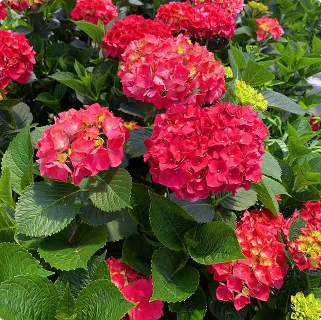 【Négy évszak vetése】Végtelen virághortenzia magok