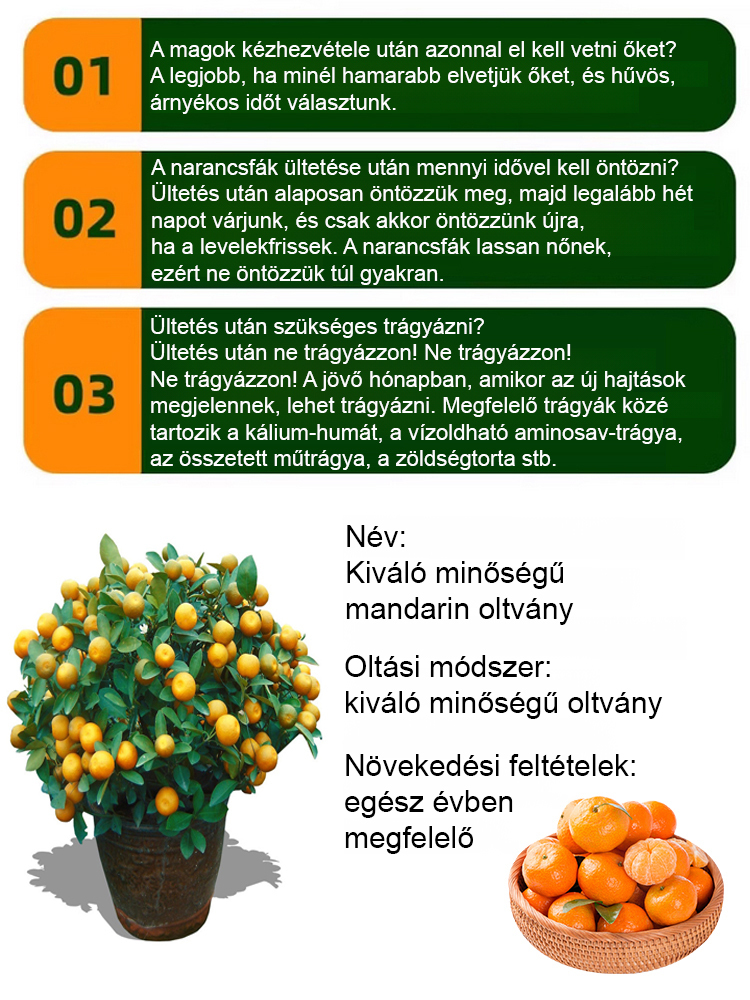 【Édes és lédús】 Az év gyümölcse egy cukornarancs csemete