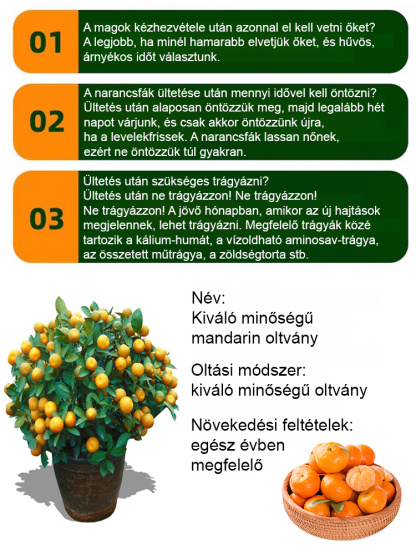 【Édes és lédús】 Az év gyümölcse egy cukornarancs csemete