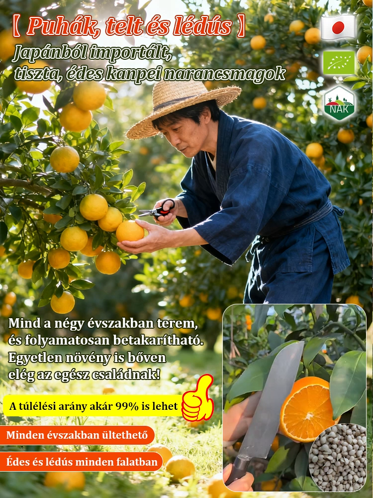 【Lágy, telt, lédús】Japán importált, édes Kanpei mandarinmagok
