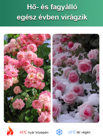 🌹Sivatagi rózsa. Természetes illat, tűri a meleget és a hideget, 🌸 több mint 200 napos virágzási idő! 💧 Évente csak kétszer kell öntözni!