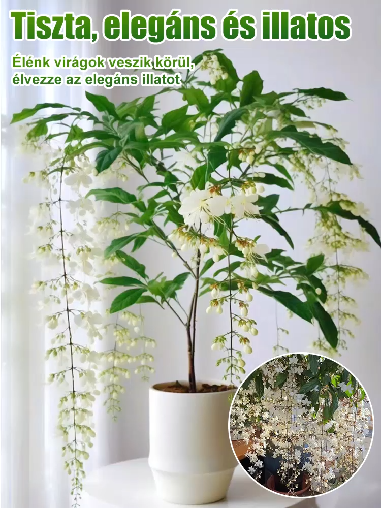 【Illat messzire terjed】Erős illatú lógó jázminmagok🌸 Ne vegyél több légfrissítőt! Ültess inkább ezt. 