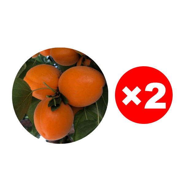 【Extra große Imperial-Aprikose】Ertragreiche, winterharte Aprikosenbaum-Setzlinge