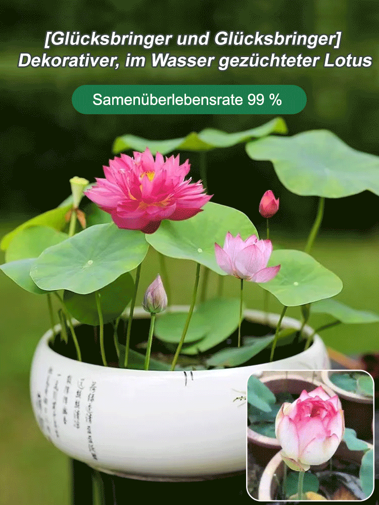 【Hohe Keimrate】Schalenlotus Samen kaufen | Sortenecht | Versand aus Deutschland | Ideal für Balkon & Wohnung