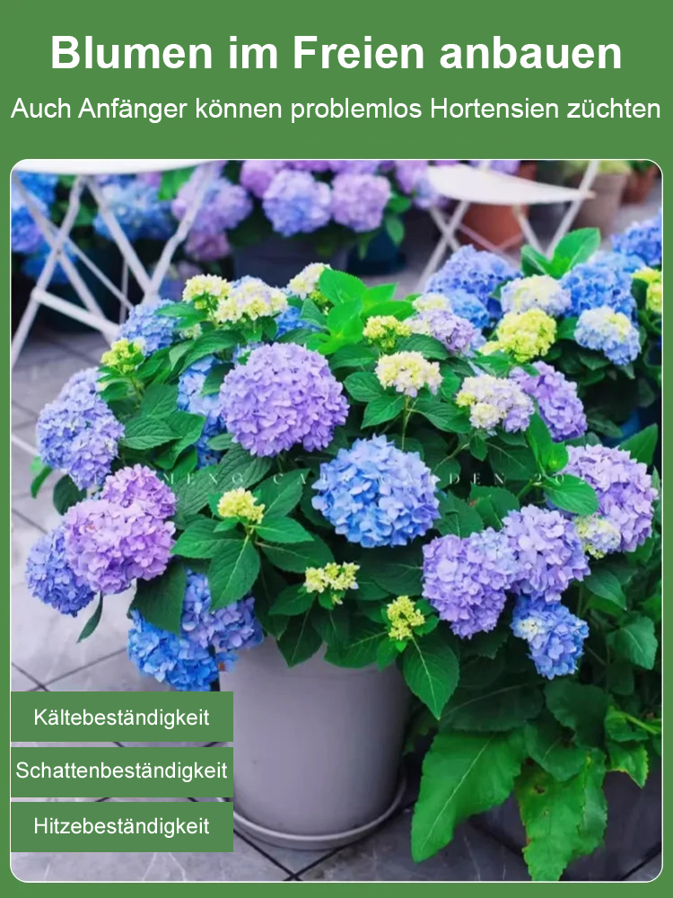 【Blumen blühen in vier Jahreszeiten】Hortensien-Samen