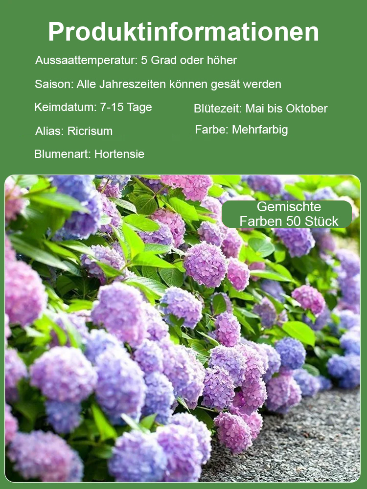 【Blumen blühen in vier Jahreszeiten】Hortensien-Samen
