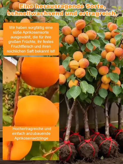【Extra große Imperial-Aprikose】Ertragreiche, winterharte Aprikosenbaum-Setzlinge