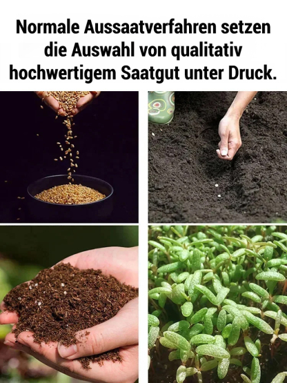 【100% Anwachsgarantie】Erfurter Galaxy-Kletterrose | Ganzjährige Blüte | Ideal für Zäune & Wände