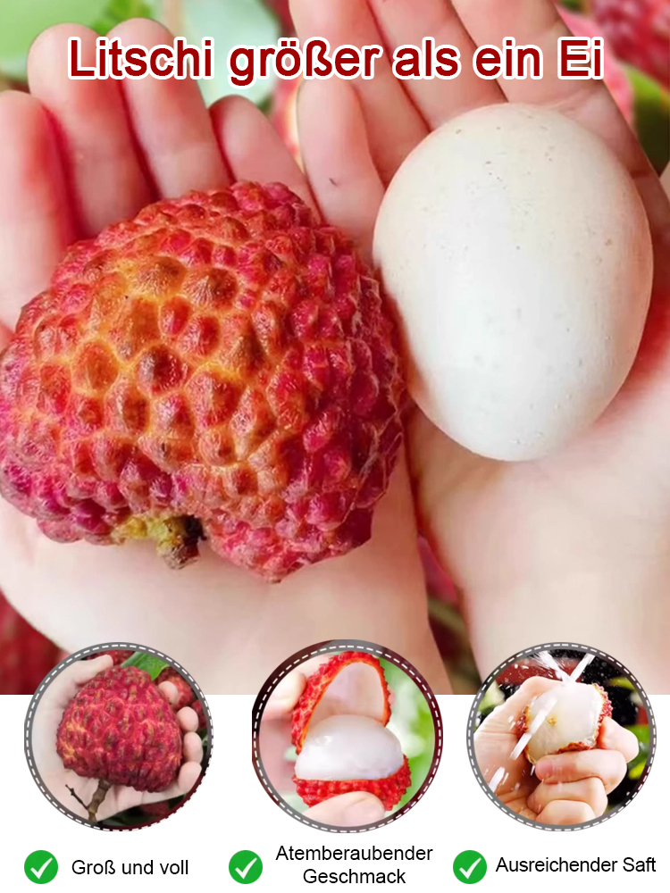 Ausgewählte Litschisetzlinge! Früchte größer als ein Ei, dickes Fruchtfleisch! 99% Überlebensrate!