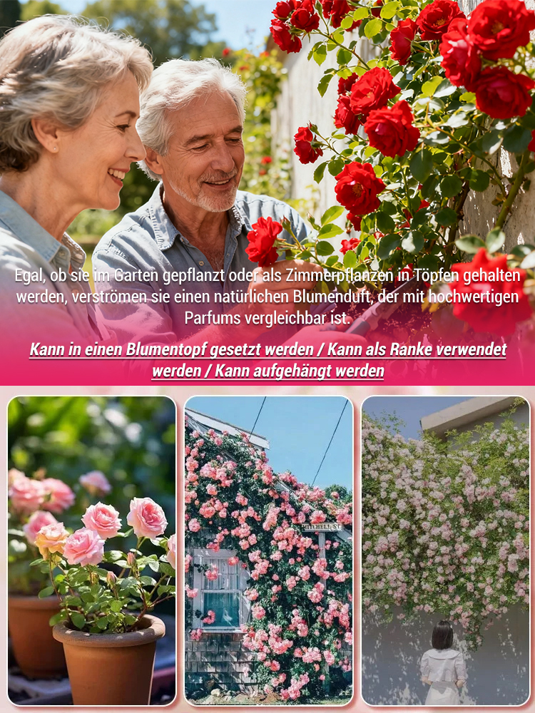 【100% Anwachsgarantie】Erfurter Galaxy-Kletterrose | Ganzjährige Blüte | Ideal für Zäune & Wände