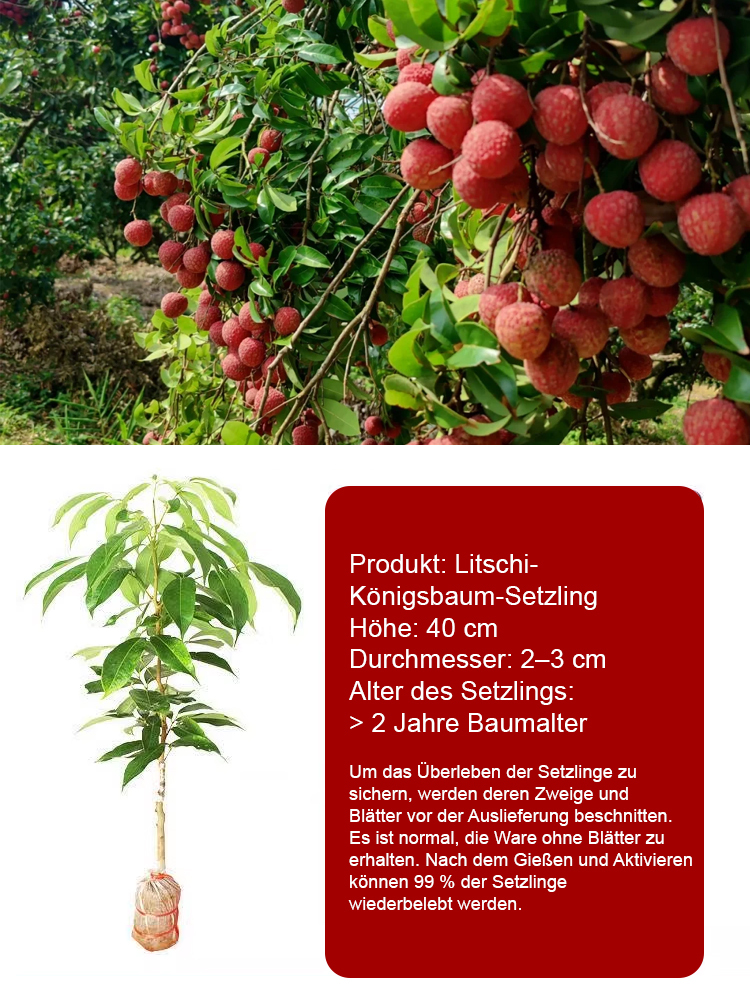 Ausgewählte Litschisetzlinge! Früchte größer als ein Ei, dickes Fruchtfleisch! 99% Überlebensrate!