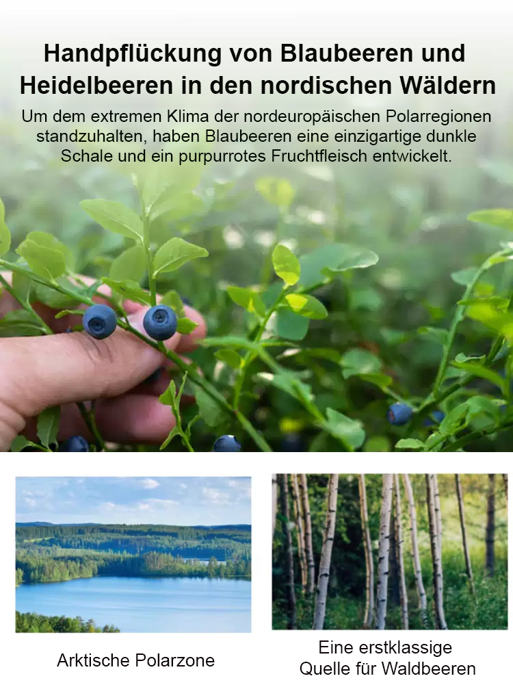 Premium zuckerfreie getrocknete Blaubeeren