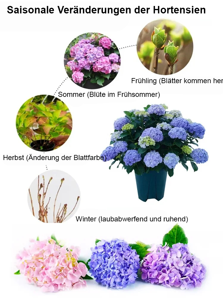 【Blumen blühen in vier Jahreszeiten】Hortensien-Samen