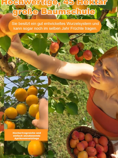 【Extra große Imperial-Aprikose】Ertragreiche, winterharte Aprikosenbaum-Setzlinge