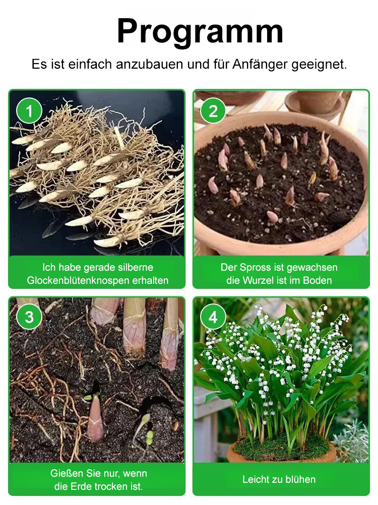 【2 Farben zur Auswahl】Ganzjährig explodierende Blumenduftglockenknospen