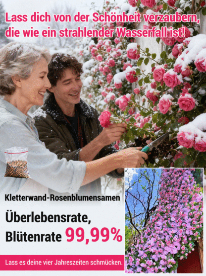 【100% Anwachsgarantie】Erfurter Galaxy-Kletterrose | Ganzjährige Blüte | Ideal für Zäune & Wände
